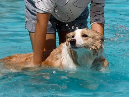 Un hombre y su perro disfrutando de un día en la piscina.