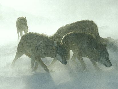 Una manada de lobos, en una imagen del documental de la BBC <i>Europa salvaje.<i>