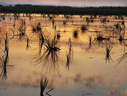 L&#039;Albufera de Valencia es uno de los ecosistemas amenazados.