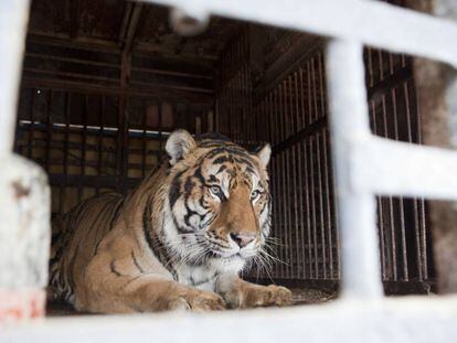 Un tigre de circo que ha sido donado a un centro de recuperación de animales salvajes en Valencia.