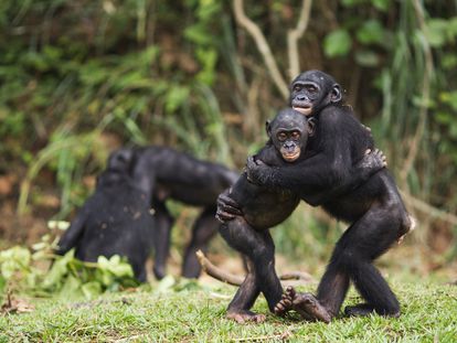 Bonobo juveniles hugging each other (Pan paniscus). Lola Ya Bonobo Santuary, Democratic Republic of Congo. Oct 2010.