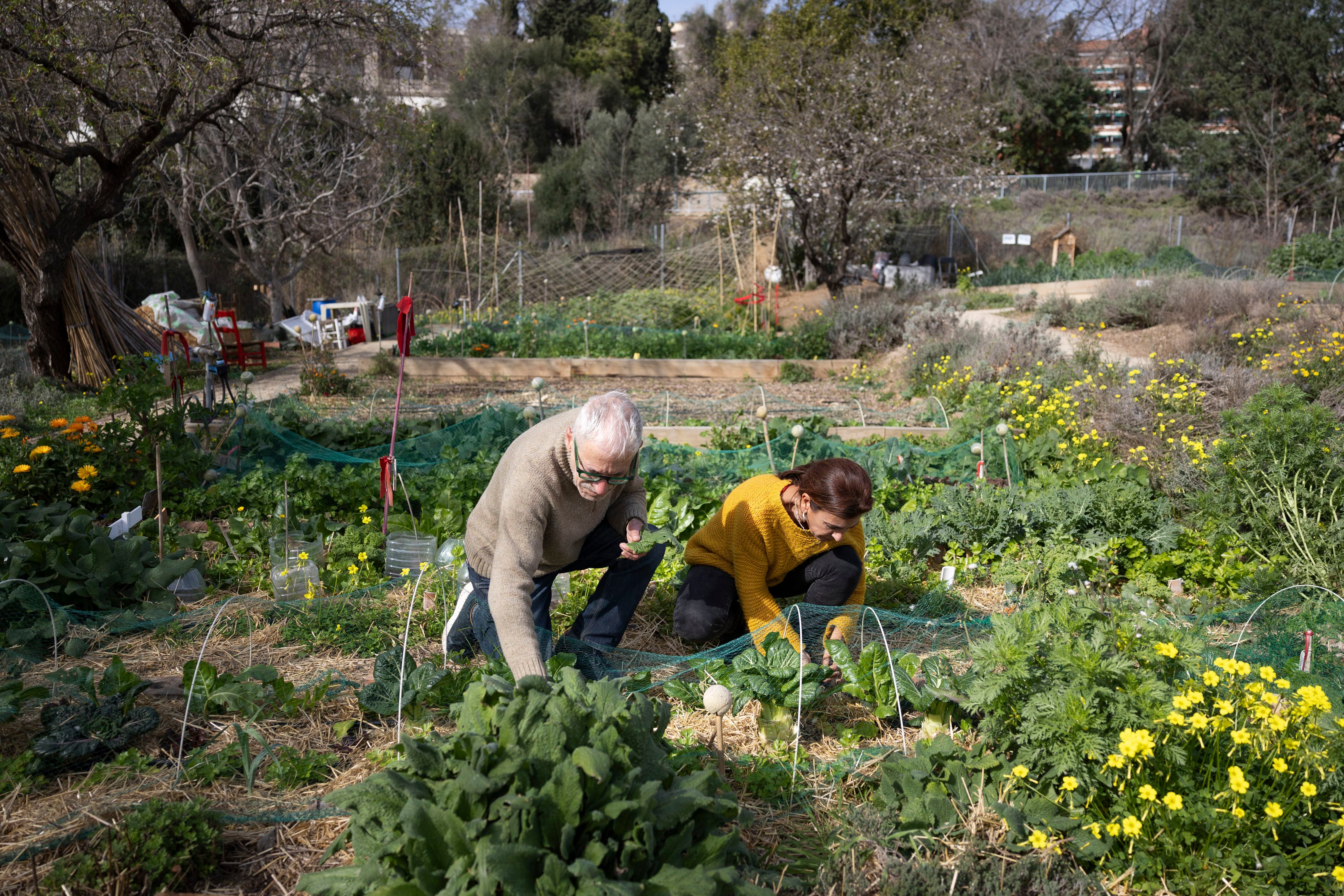José María y Pepa, usuarios del huerto de los jardines de Pla i Armengol de Barcelona, ante una parcela con la tierra cubierta por un acolchado (o 'mulching') de paja.
