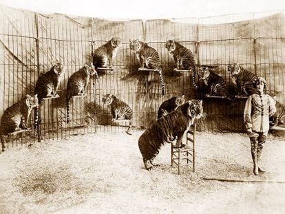 Mabel Stark durante su numero de tigres en los años veinte.