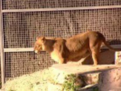 Nada más verle entrar en su recinto, una leona se abalanza sobre él. El director del zoo dice que revisarán la seguridad
