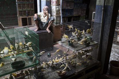 Un vendedor de canarios, el pájaro más vendido, descansa entre las jaulas