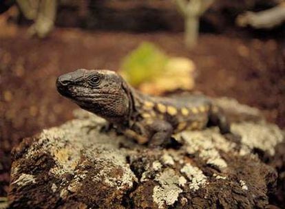 Lagarto Gigante de El Hierro