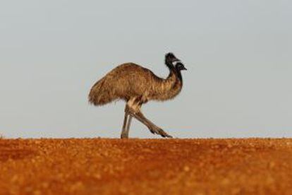 Los emúes son abundantes en las tierras bajas del parque nacional de Grampians.