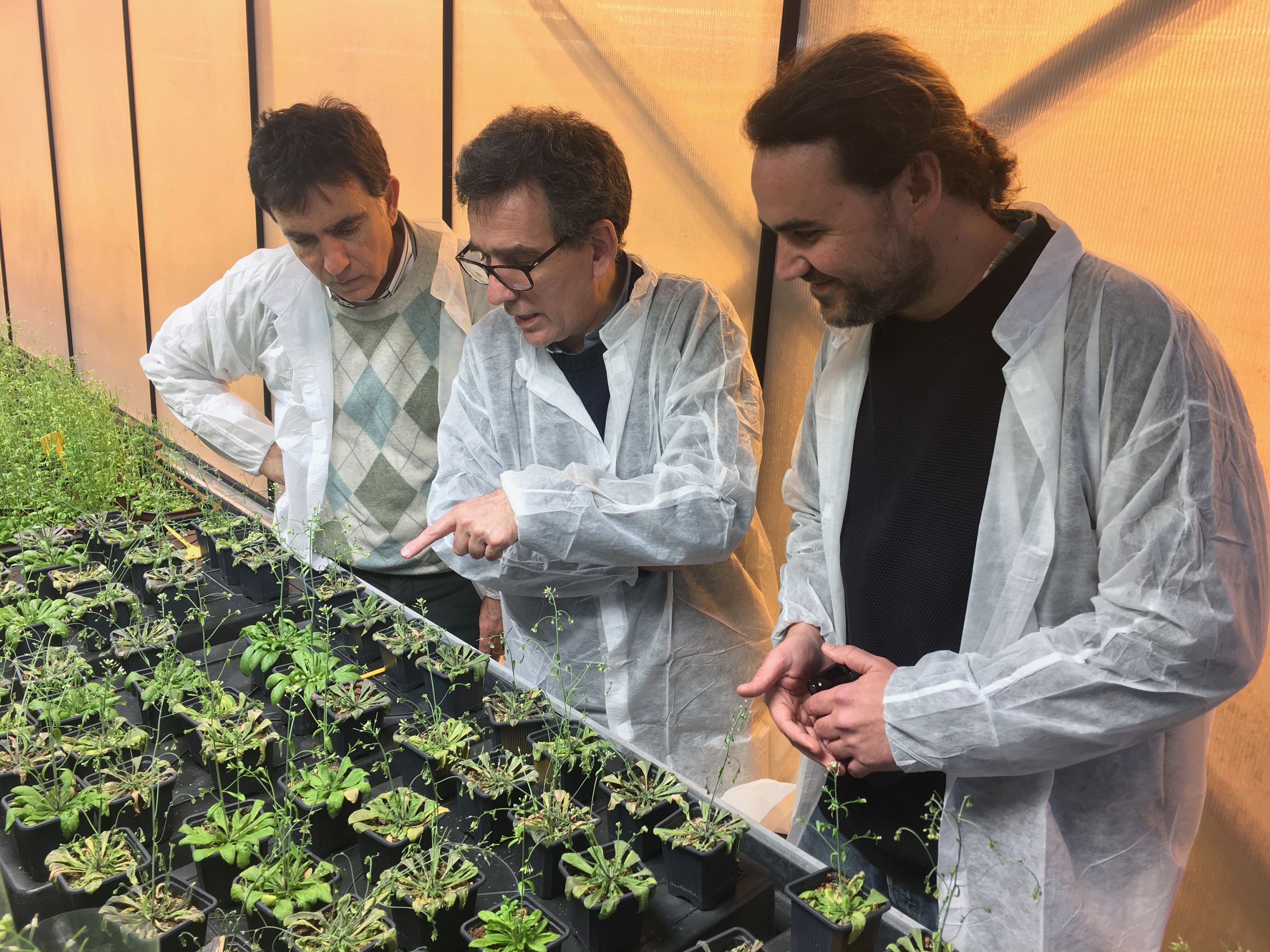 Los investigadores en los invernaderos del CSIC en Valencia a finales de julio.