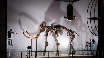 Montaje del esqueleto del mamut adquirido por CosmoCaixa.