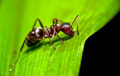 Las hormigas son víctimas de algunos de los parásitos más despiadados del planeta