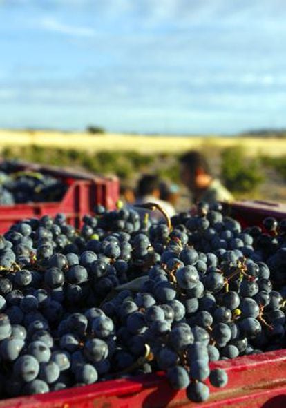 Cajas llenas de uva en la vendimia de una finca española