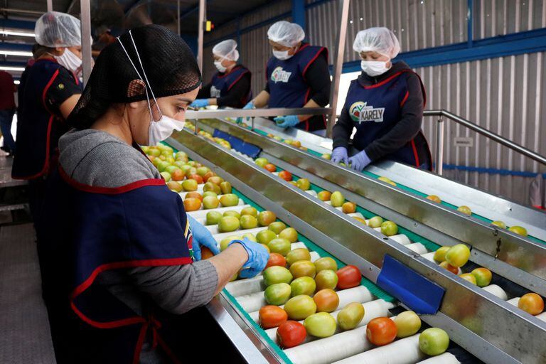 Trabajadores en una planta empacadora de tomate en Sinaloa.