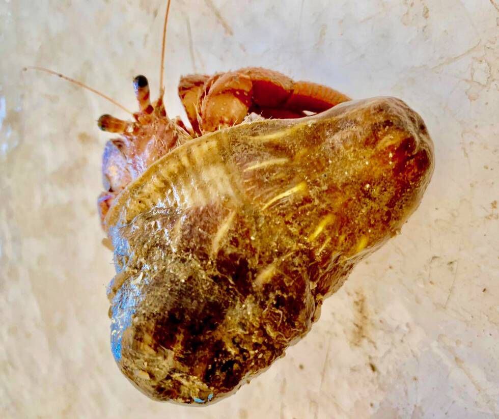 Otra perspectiva del cangrejo ermitaño con la protuberancia de la 'figa' de mar adherida su concha.