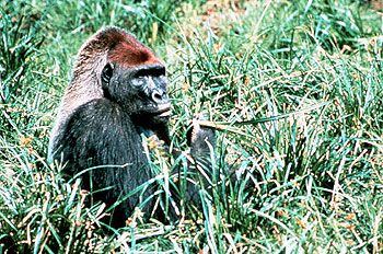 Un gorila del Congo en una escena de un documental de la BBC y Discovery Channel.
