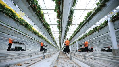 Trabajadores recogen fresas en un invernadero en Wittenberg, Alemania, el pasado 9 de septiembre.