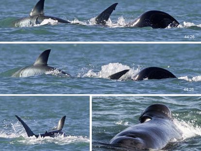 Secuencia fotográfica de una orca atacando individualmente a un tiburón blanco.