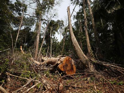 Vista de un árbol shihuahuaco talado, el 5 de septiembre de 2022 en Madre de Dios (Perú).