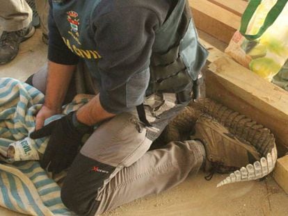Un agente del Seprona con un caimán en una operación contra el tráfico de reptiles.