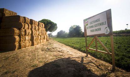 Campo de agricultura sostenible de Agraz y Unilever en Badajoz.