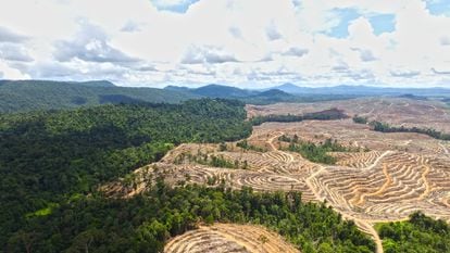 Deforestación de Central Kalimantan (Indonosia) debido a plantaciones de palma aceitera.