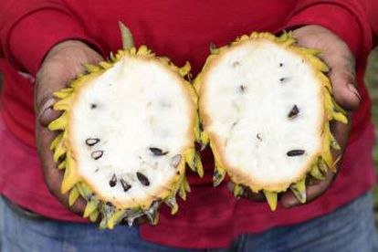Fruta de 'Annona mucosa', una especie domesticada por los indígenas.