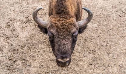 En las 20 hectáreas de Bison Bonasus existe la posibilidad (nunca la certeza) de observar varios ejemplares de bisonte europeo en semilibertad. La visita, con guía, dura dos horas.
