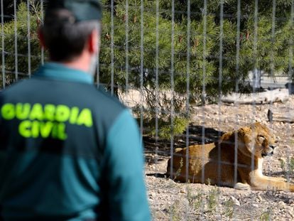 Un agente de la Guardia Civil en las instalaciones de AAP Primadomus en Villena (Alicante), un centro de rescate y rehabilitación de mamíferos exóticos no domésticos.
