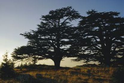 Vuelta al mundo en 10 árboles | Lonely Planet | EL PAÍS