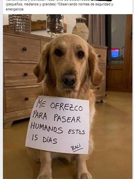 Anuncio de alquiler de perros publicado por un vecino de A Coruña denunciado por el Seprona.