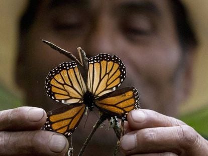 Un guía mexicano muestra una mariposa monarca herida.