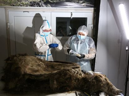 Scientists conduct an autopsy of a fossil brown bear with the geological age of 3,460 years, found in the permafrost of northern Yakutia by reindeer herders in 2020, in Yakutsk, Russia February 21, 2023.  REUTERS/Michil Yakovlev  NO RESALES. NO ARCHIVES.