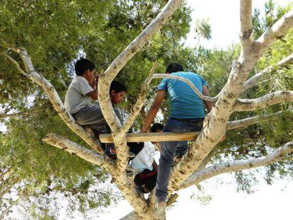 Niños beduinos se suben a la copa de un árbol en su poblado.