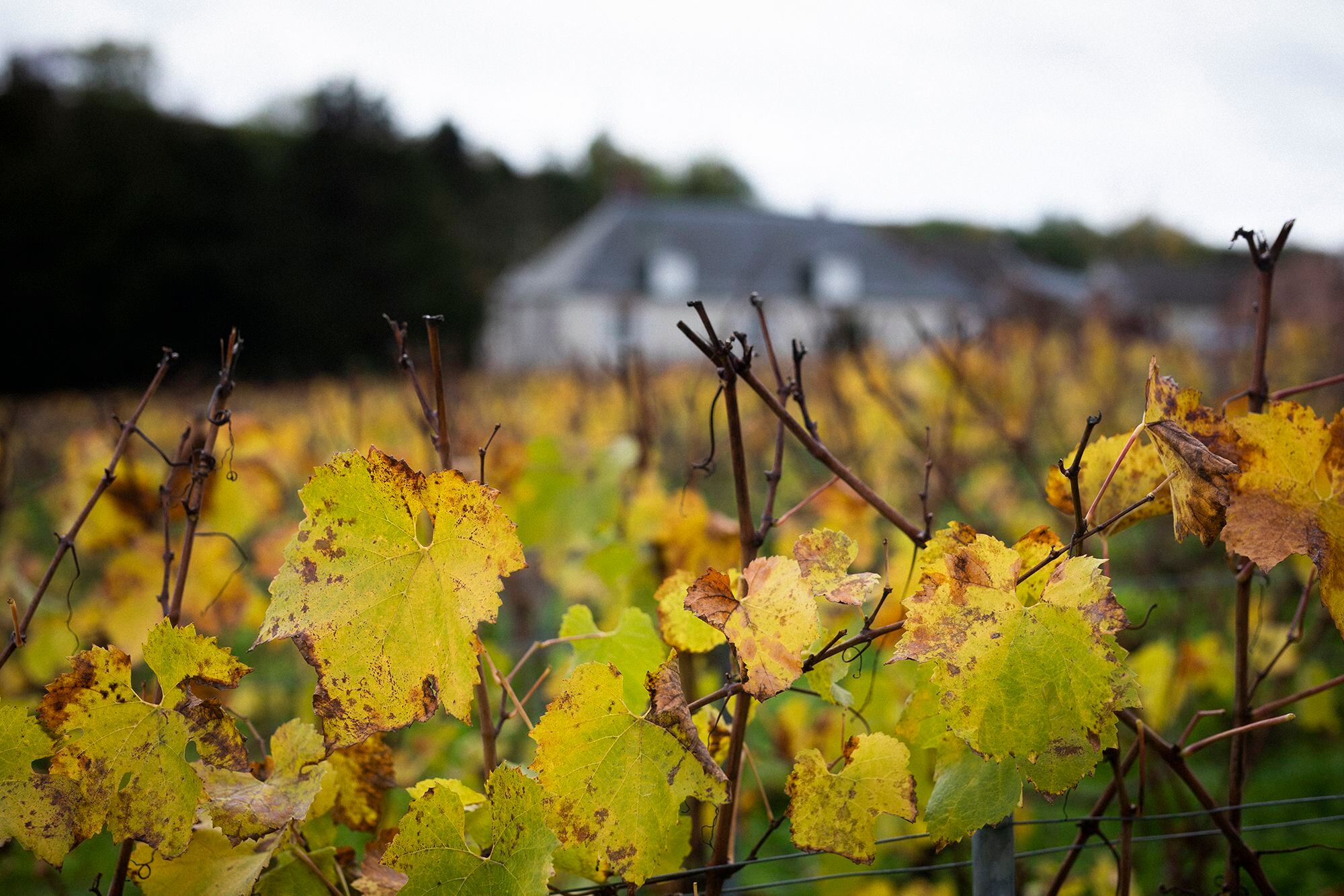 Viña de uva chardonnay en el Clos duMesnil, donde se vendimia y se produce champán desde 1698. 