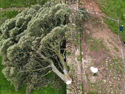 Vista aérea del árbol 'Sycamore Gap' en el Muro de Adriano (Haltwhistle, Inglaterra) después de ser talado.
