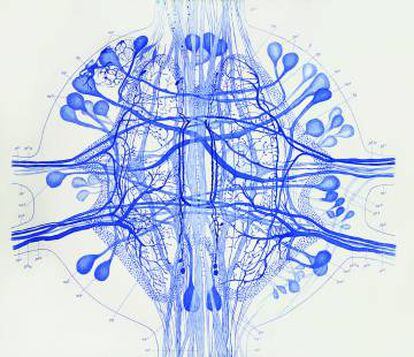 Dibujo realizado por Gustav Magnus Retzius (18421919). Sistema nervioso central de la sanguijuela (Biol. Untersuch. Neue Folge 2, 1-28, 1891). Tomada de 'El Jardín de la Neurología: Sobre lo bello, el arte y el cerebro' (BOE y CSIC, Madrid, 2014).