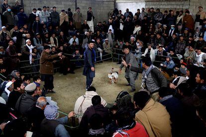 Afganos observan una pelea de gallos en Kabul (Afganistán). Las apuestas en estos combates llegan hasta los 2.000 dólares. El sistema de competición es parecido al utilizado en el boxeo y cada dueño puede decidir parar el combate. 