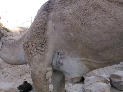 Un camello lastimado en la ciudad de Petra, en Jordania.