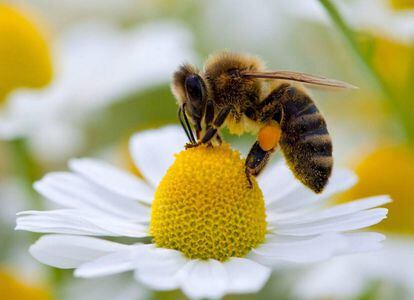 Una abeja, en una margarita.