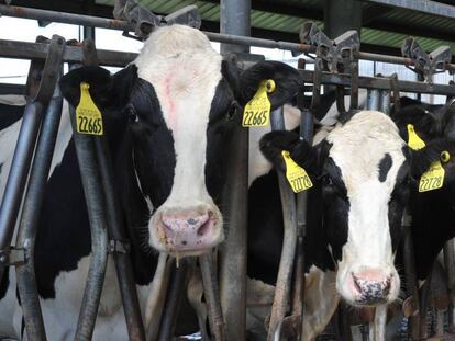 Vacas holstein, en una granja de Indiana (EE UU). En vídeo, Los científicos estudian cómo reducir las emisiones del ganado.