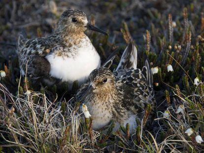 Las parejas de aves monógamas se reparten las tareas de incubación.