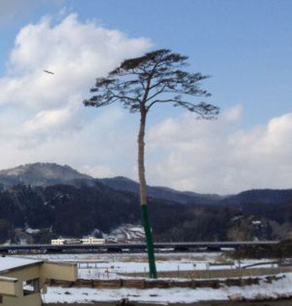 El solitario pino de Rikuzentakata.