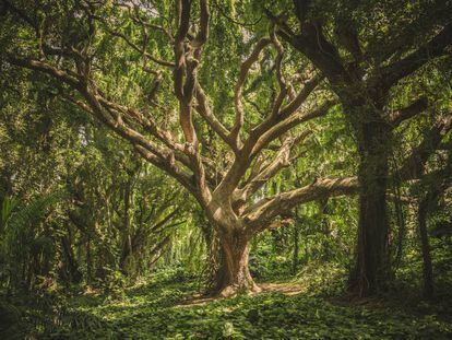 Los bosques y la biodiversidad: demasiado preciosos para perderlos