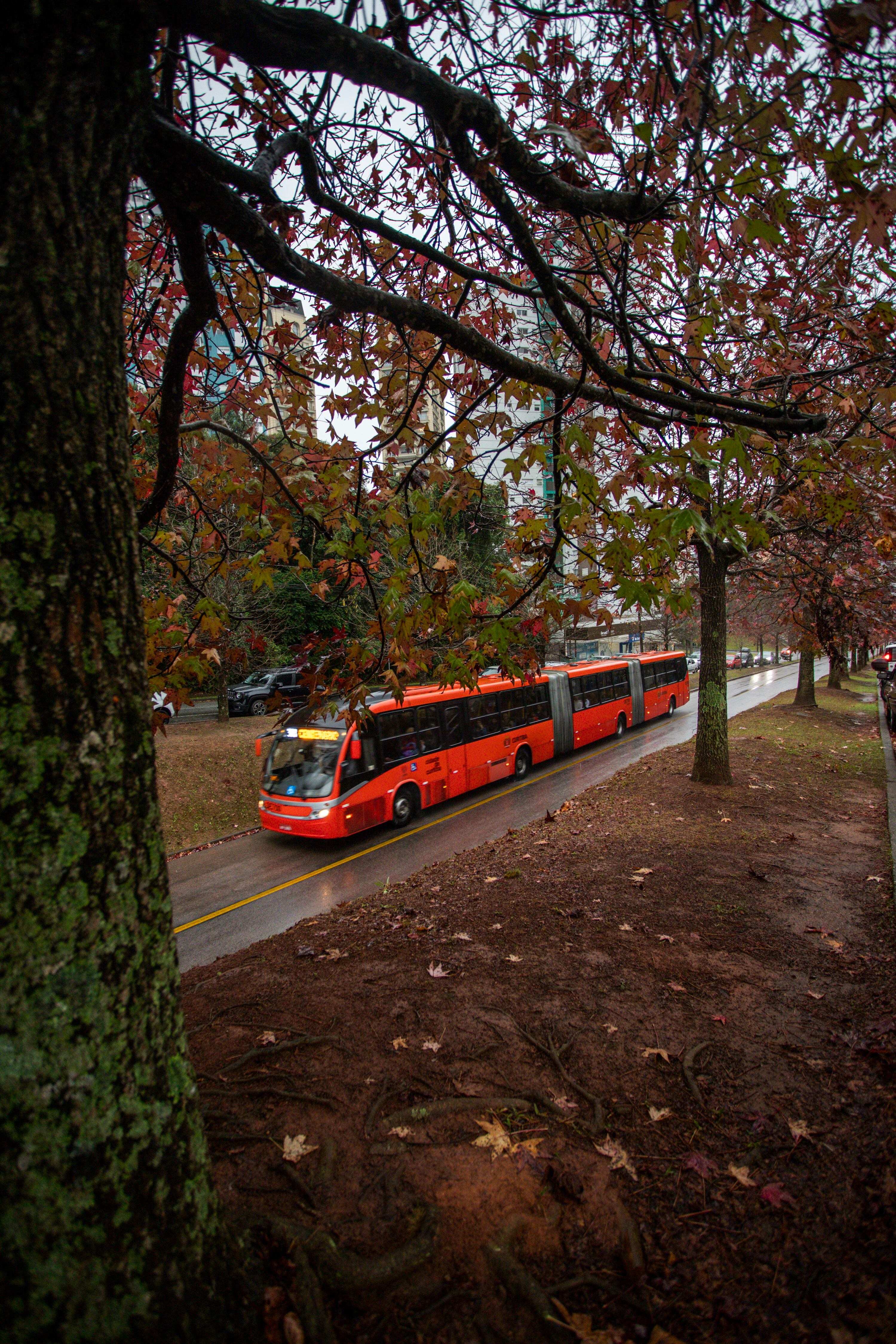 Un bus de tres cuerpos circula por un carril exclusivo de transporte público.