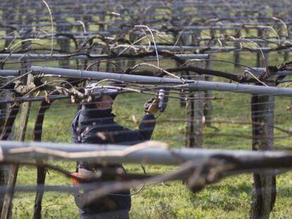 Plantaci&oacute;n de uva de albari&ntilde;o en O Saln&eacute;s.