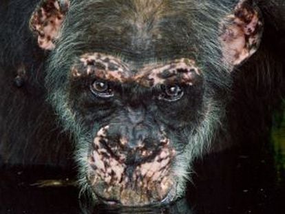 Un viejo chimpancé bebe agua en una charca, en Fongoli, Senegal.