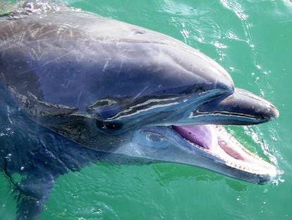 'Nana', la delfín, en el acuario de Shimoda.