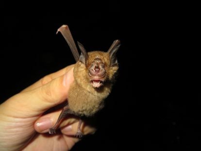 Un murciélago de la especie 'Rhinolophus sinicus', una de las analizadas en el estudio.
