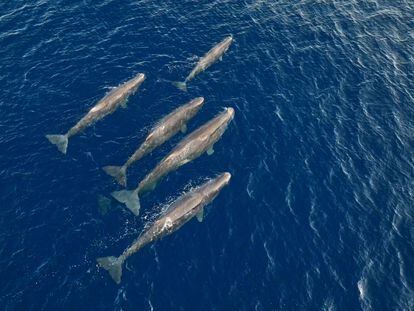 Cinco cachalotes a vista de dron en la costa catalana.