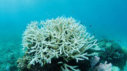 La Gran Barrera de Coral en Australia, durante un episodio de blanqueamiento, ejemplifica los problemas de la pérdida de biodiversidad.