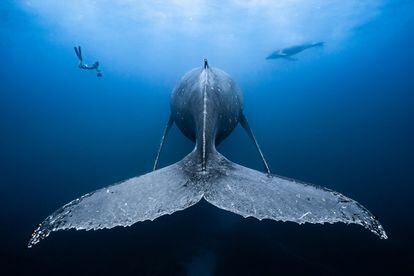 Una ballena jorobada y su cría nadan en aguas de Saint-Gilles, Isla de la Reunión (Océano Índico Occidental).